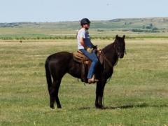 2017 Foal Sarafina Drift JW